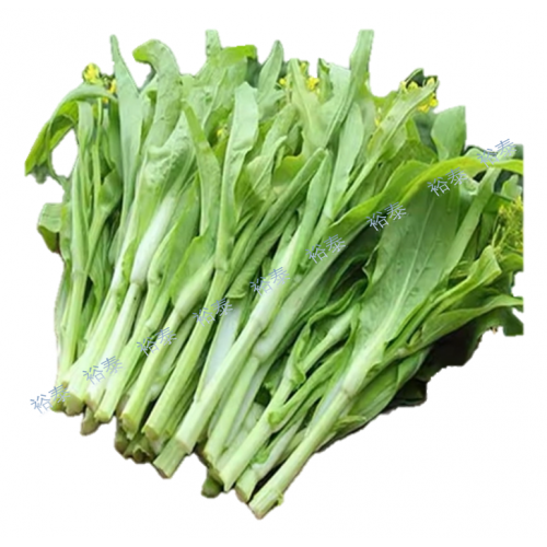 湖北白菜苔（細尖葉）